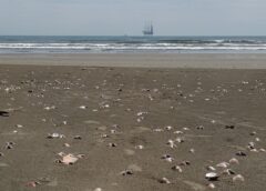 九十九里浜のハマグリ大量打ち上げ──A重油流出事故との因果関係を検証する